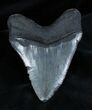 Inch Georgia Megalodon Tooth #1351-2
